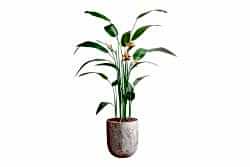 HA4LY54210B KRALİÇE STRELITZIA YEŞİL 240 CM (759TUF000024) - YAPAY ÇİÇEK