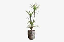 HA4MD1108150GNA DRACAENA YEŞİL 180 CM (759TUF000005) - YAPAY ÇİÇEK