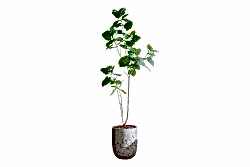 HA4SB23B12GNA FİKU YEŞİL 240 CM (759TUF000110) - YAPAY ÇİÇEK