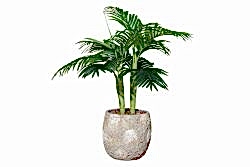 TH070109-A HAWAI PALMIYE AGACI 110cm (759TUF000033) - YAPAY AĞAÇ