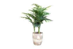 TH070109-A HAWAI PALMIYE AGACI 150cm(759TUF000078) - YAPAY AĞAÇ