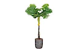 TH070146 FİLODENDRON YAPAY AĞAÇ 255CM(759TUF000064) - YAPAY AĞAÇ