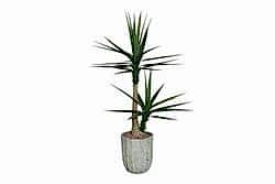 TH070366-A SISAL YAPAY AGAC 155cm(759TUF000053) - YAPAY AĞAÇ